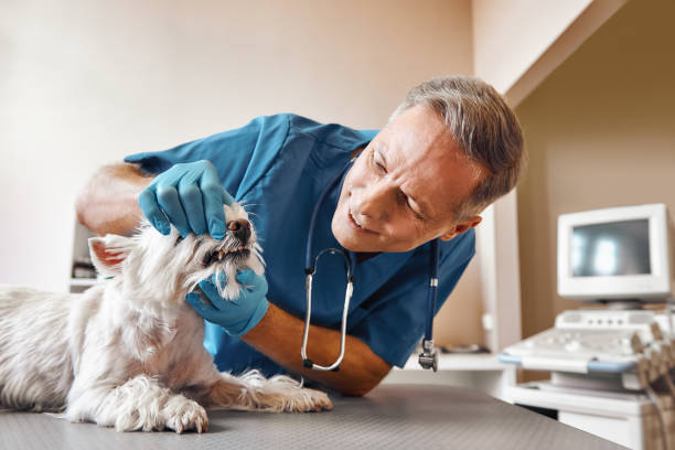 Best Emergency Tooth Extraction in Long Grove, IA